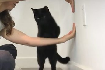 Способ дрессировки кошки